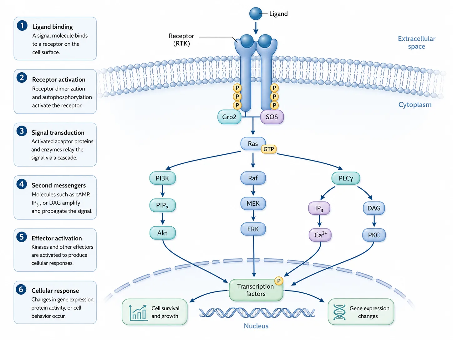 Mechanism Schematic