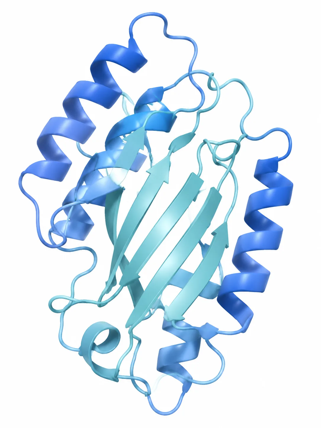 Protein folding ribbon structure