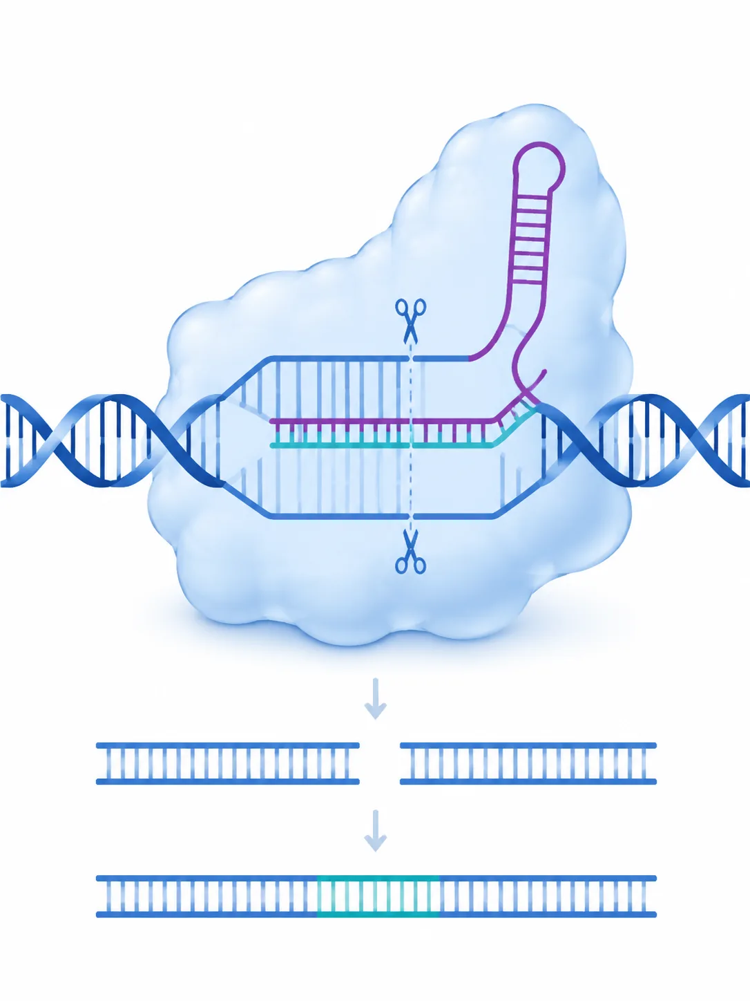 CRISPR gene-editing concept