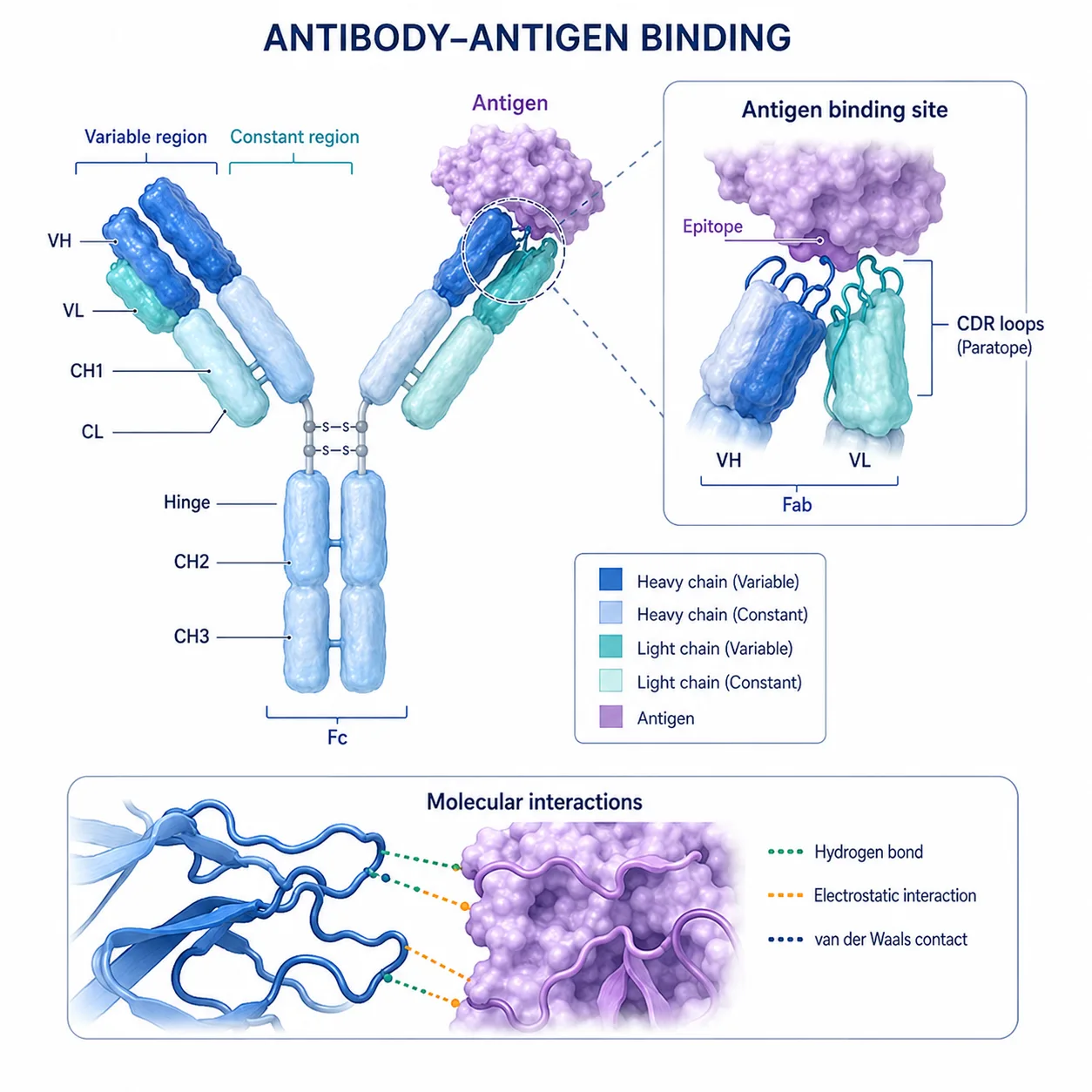 Antibody–antigen binding