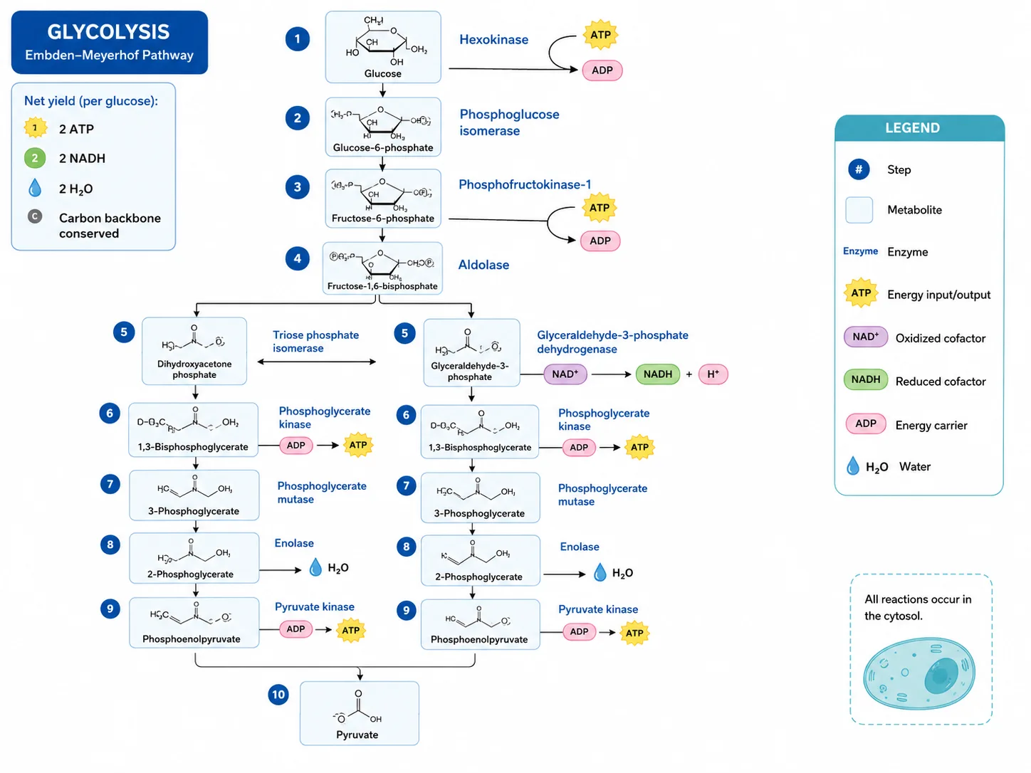 AI-generated composition showing an ordered glycolysis pathway and legend