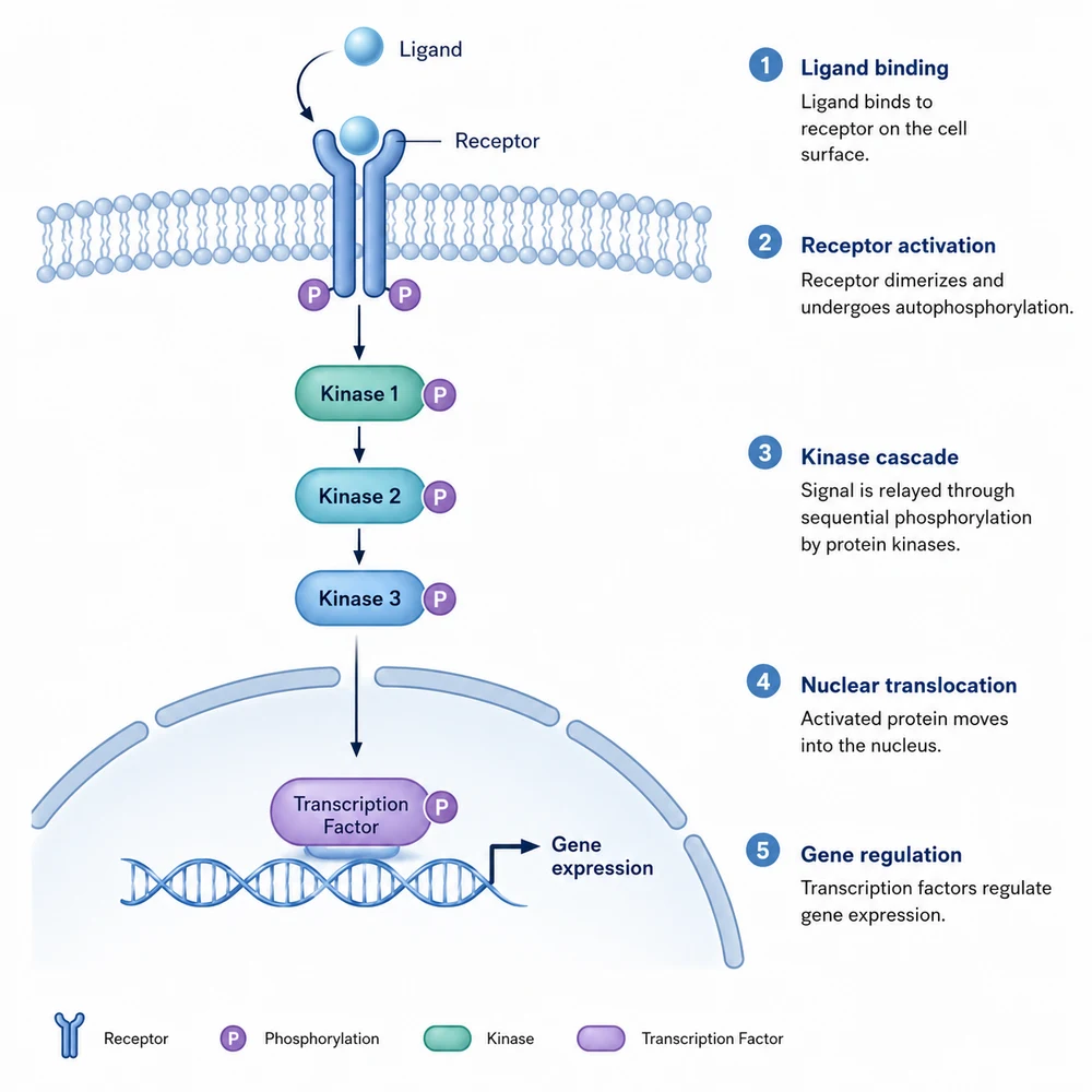 AI-generated cell signaling pathway illustration