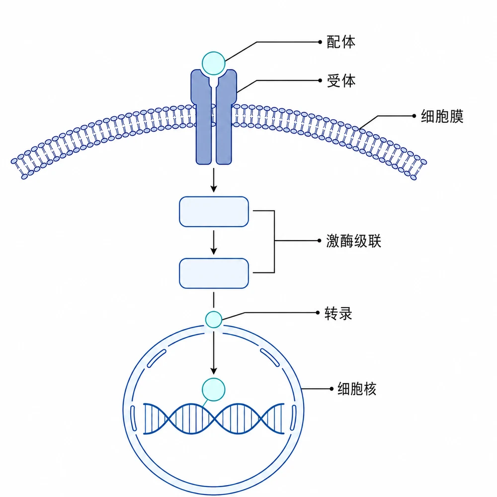 The same pathway diagram with labels rendered in Simplified Chinese