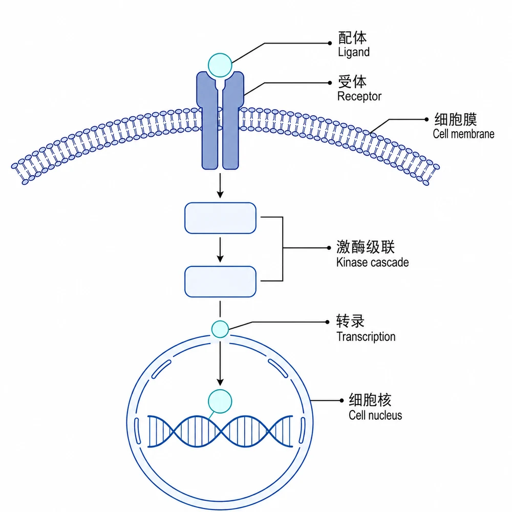 The same pathway diagram with each label shown in Chinese above and English below