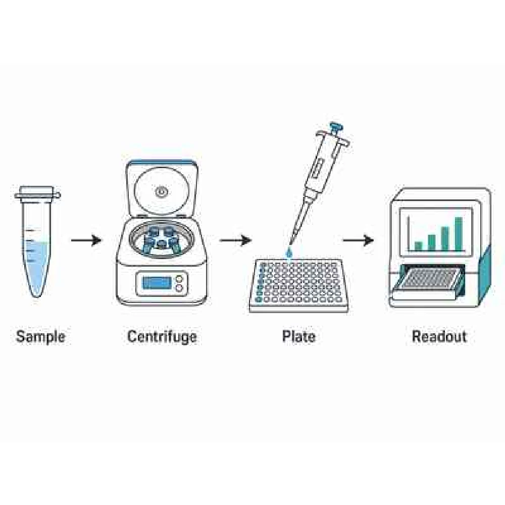 A four-step workflow schematic at low resolution, with soft edges and compression artefacts around the labels