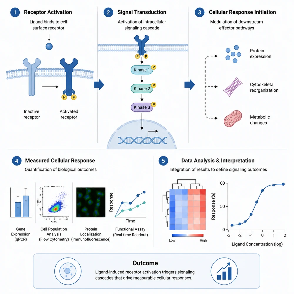 AI-generated cell signaling study graphical abstract