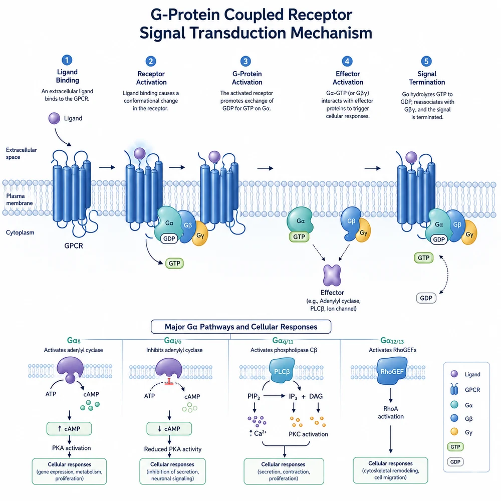 AI-generated GPCR signal transduction mechanism