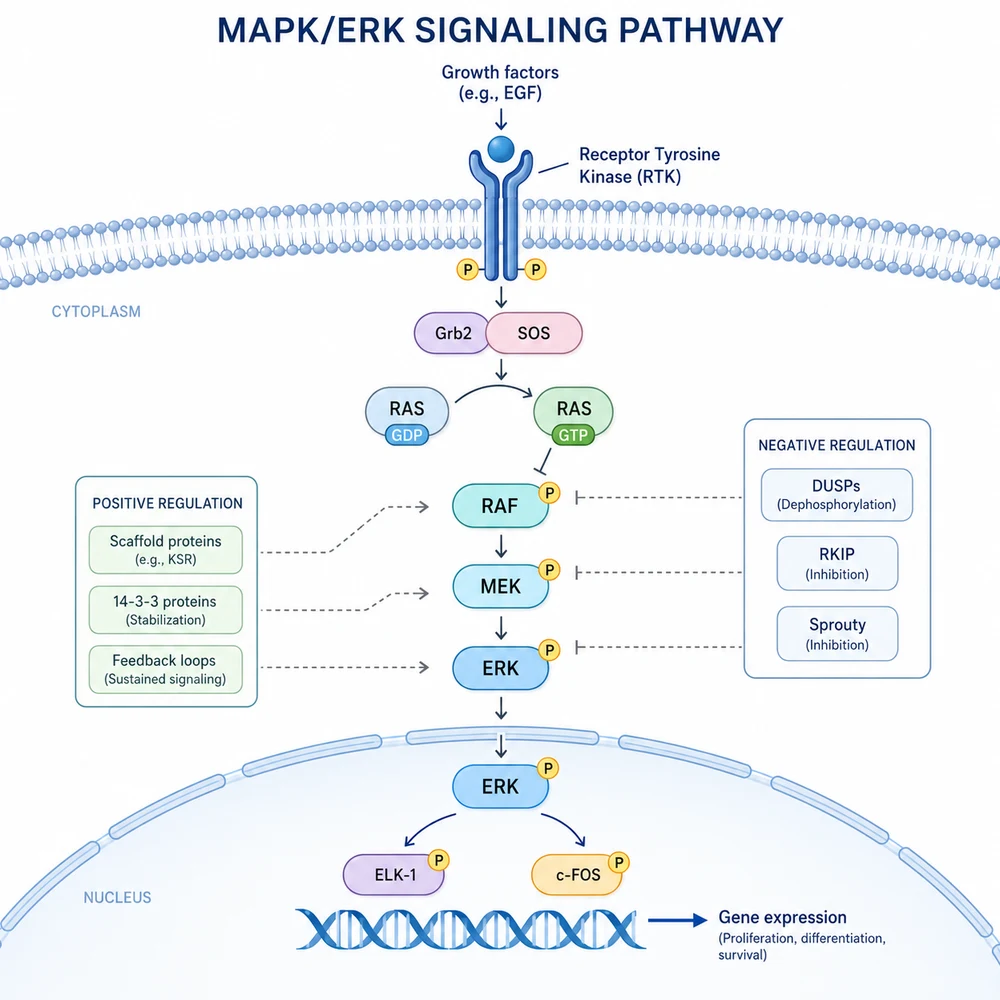 AI-generated MAPK/ERK signaling pathway diagram