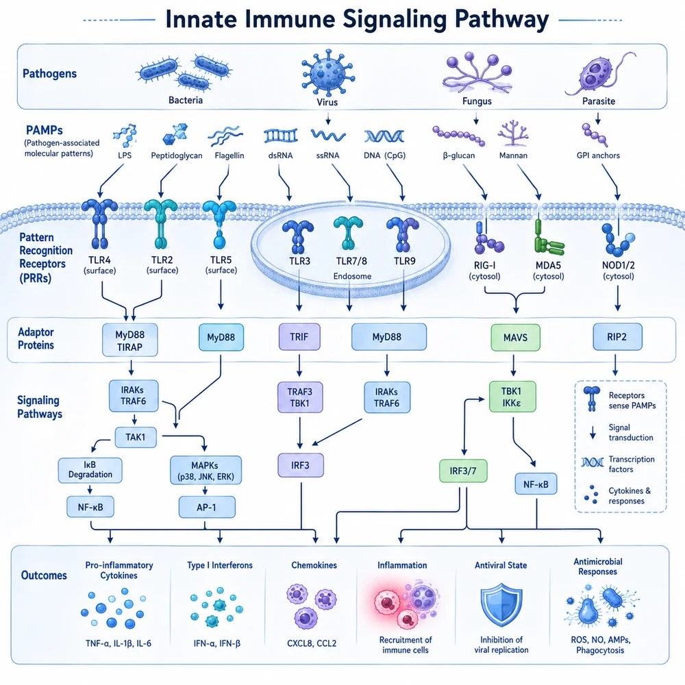 AI-generated innate immune signaling pathway diagram
