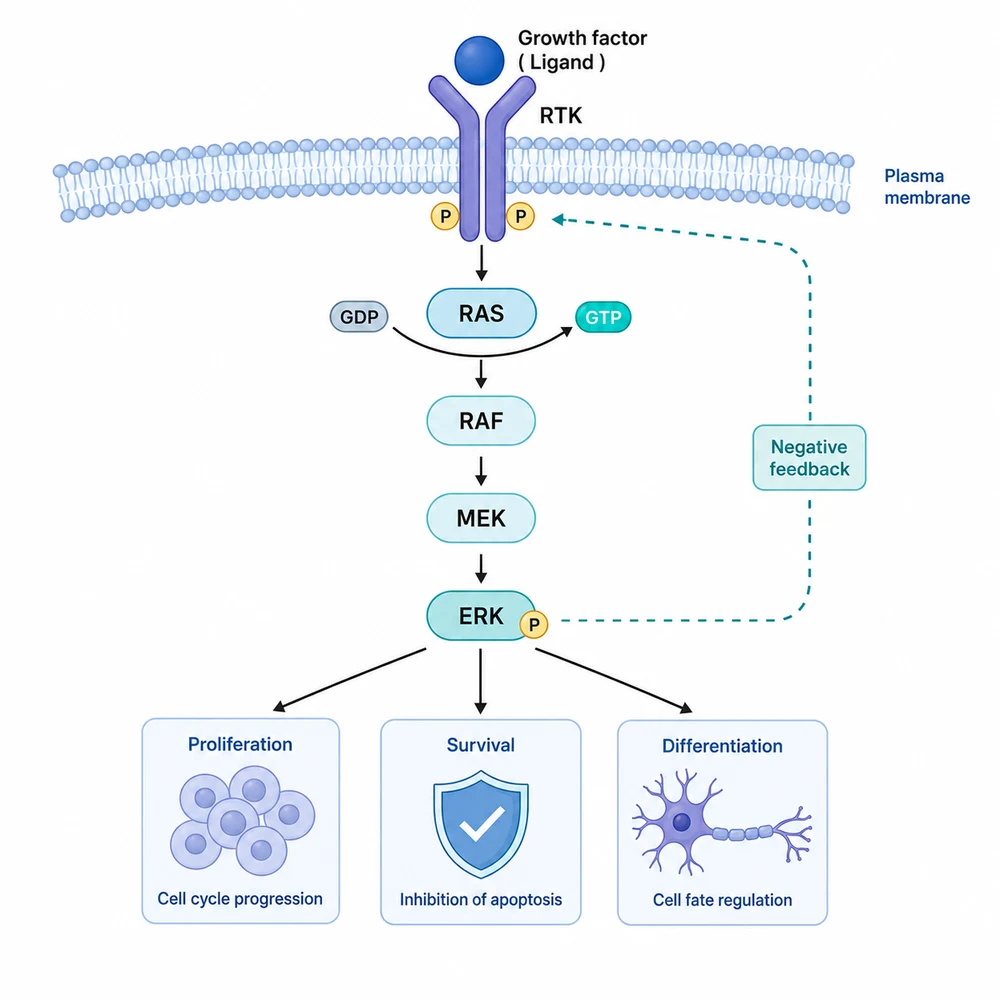 AI-generated clean figure refined from a sketch: a polished signaling pathway diagram from a hand-drawn draft